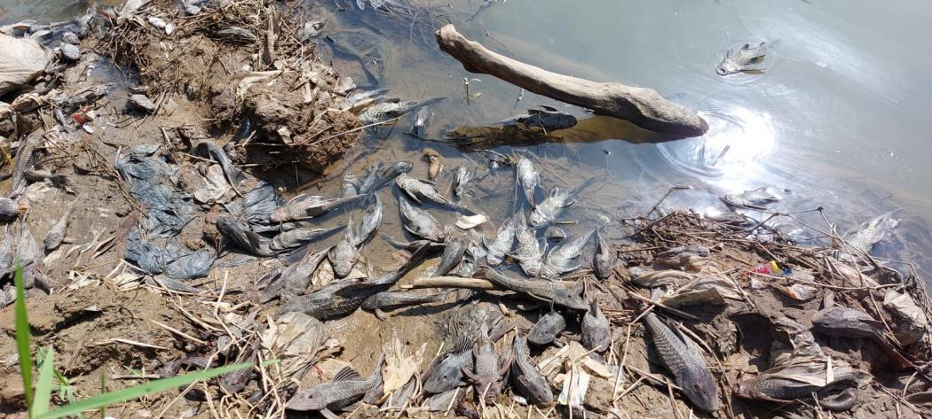 Sungai Cileungsi Diduga Tercemar Limbah, Banyak Ikan Mati