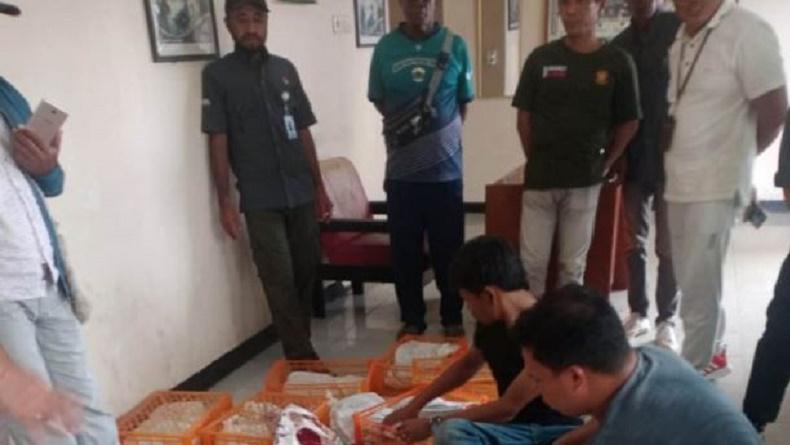 BBKSDA Gagalkan Penyelundupan Satwa di Papua Barat, Hendak Dibawa ke Jakarta