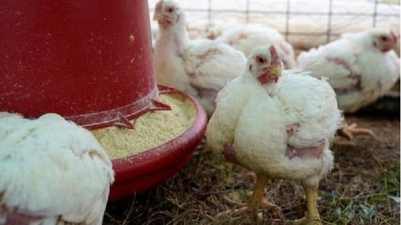 Perdana, RI Ekspor 23.040 Ekor Ayam Hidup ke Singapura