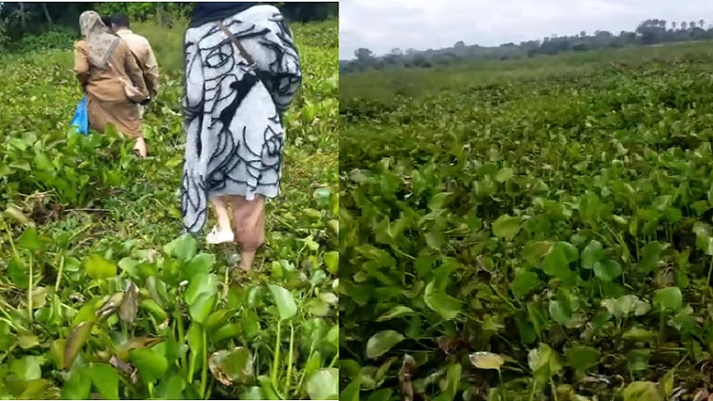 Perjuangan Guru untuk Mengajar di Hulu Sungai Utara, Lewati Rawa Dipenuhi Eceng Gondok