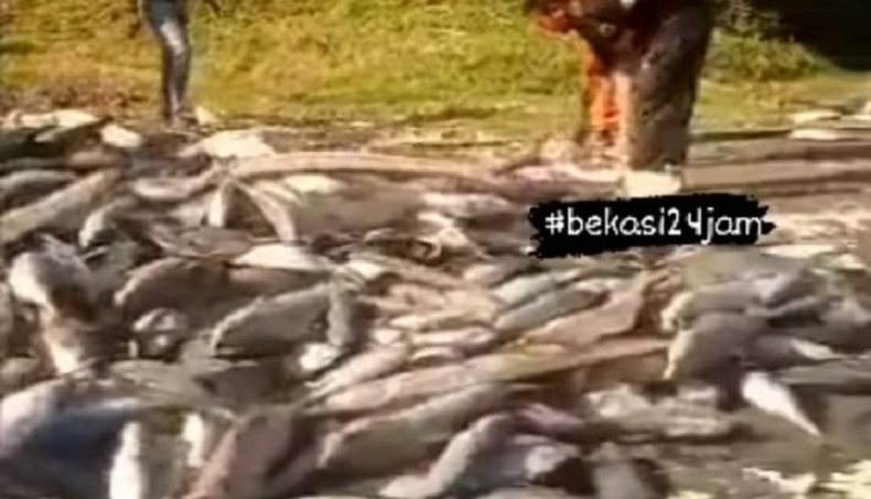  Truk Kecelakaan di Tol Japek, Muatan Ikan Berserakan di Jalan 