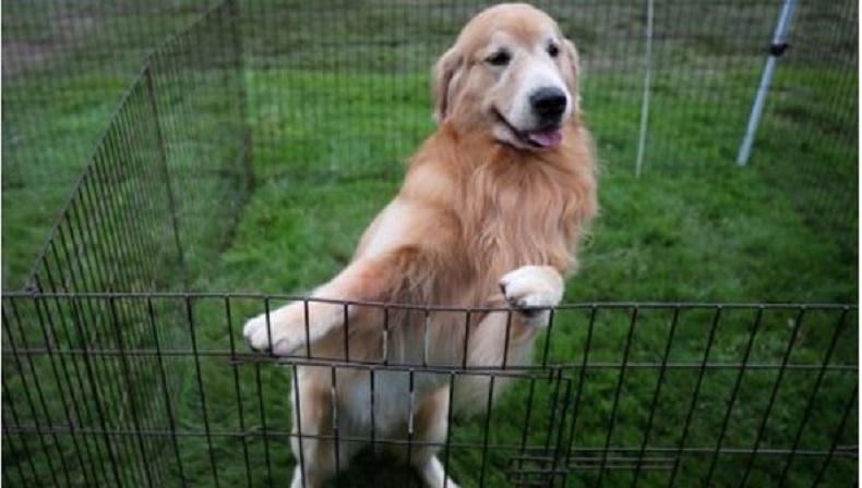 Pasutri Ini Bunuh Diri tapi Tinggalkan Wishlist untuk Anjing Peliharaan