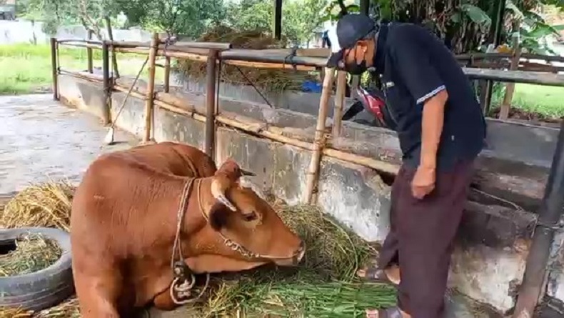 Sapi Terjangkit PMK di Majalengka Dijual Murah, 1 Ekor Rp8 Juta