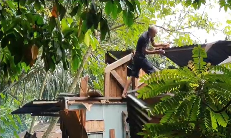 Pilu, Rumah Petani Miskin di Aceh Utara Rusak Tertimpa Pohon Mangga