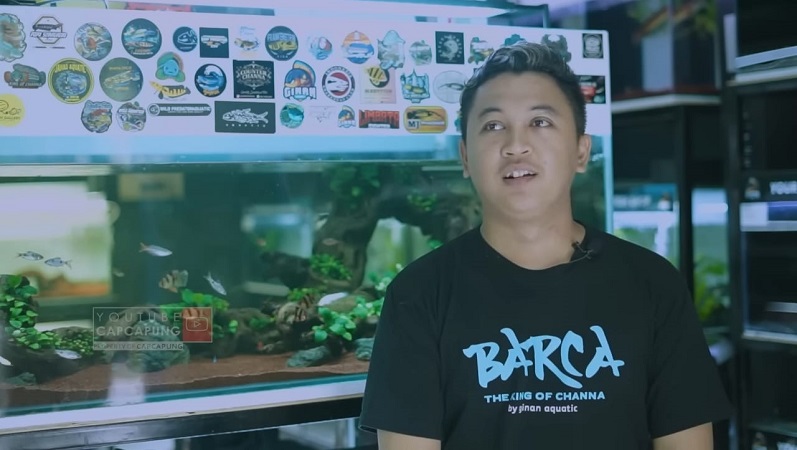 Bermodal Rp300.000, Pria Asal Yogyakarta Ini Sukses Jualan Ikan Channa hingga Raup Puluhan Juta