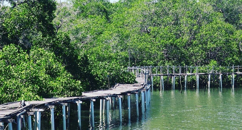 Wisata Tanam Mangrove di Pantai Bali, Peduli Lingkungan dan Alam