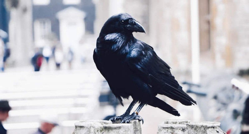 Di Jepang Ada Sashimi Burung Gagak yang Tuai Kontroversi, seperti Apa Rasanya?