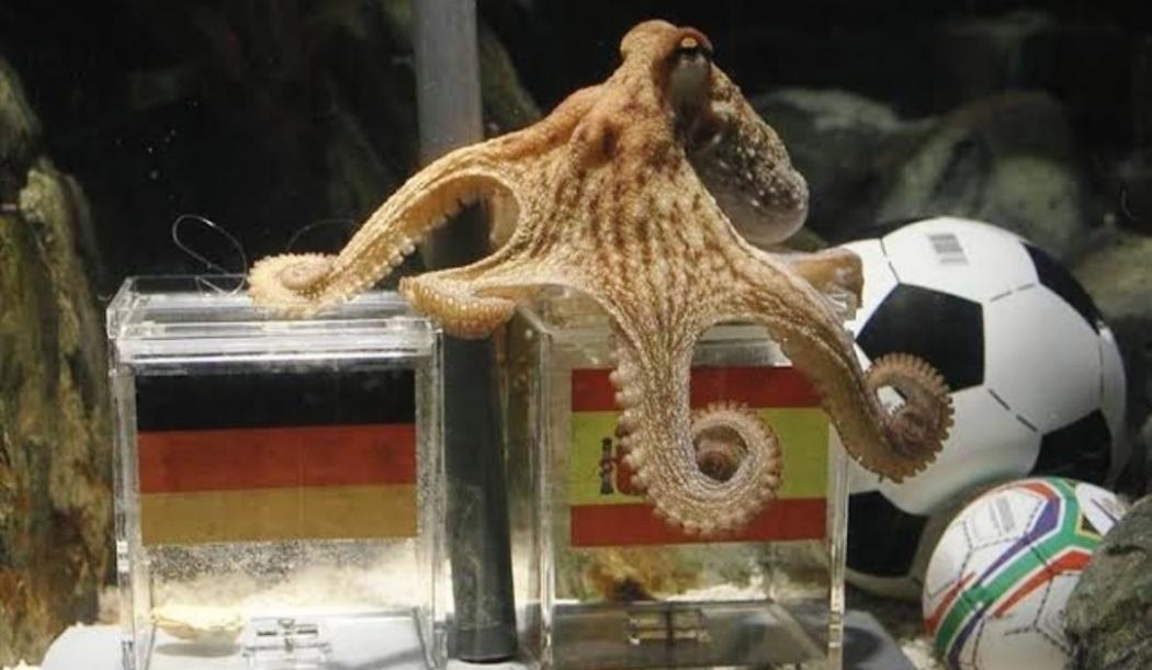 Ilmuwan Temukan Otak Gurita Mirip Manusia