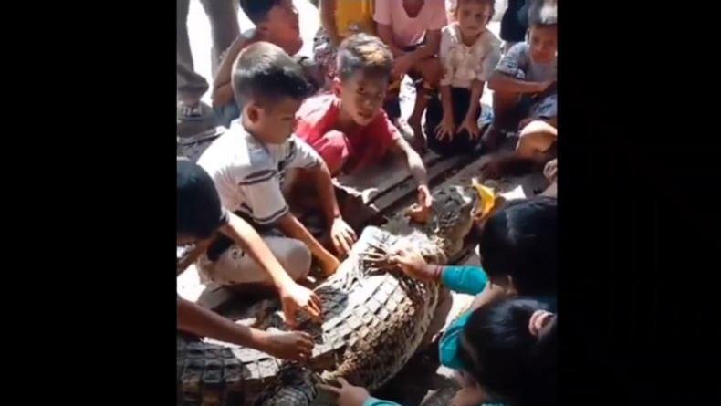 Bukan Ikan, Nelayan di Batubara Ini malah Dapat Buaya saat Mancing di Muara Gambus