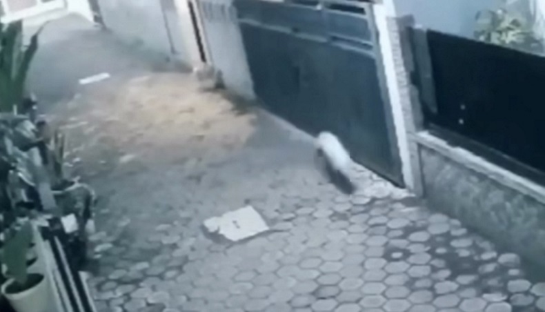 Polisi soal Babi Ngepet di Tangsel: Hoaks, Itu Anjing Liar