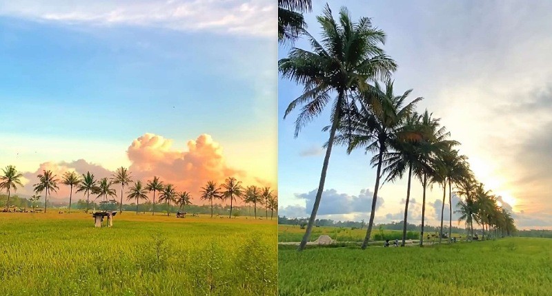 Bukan di Bali, Sawah Indah Ini Ternyata Ada di Gunungkidul, Pernah Singgah?