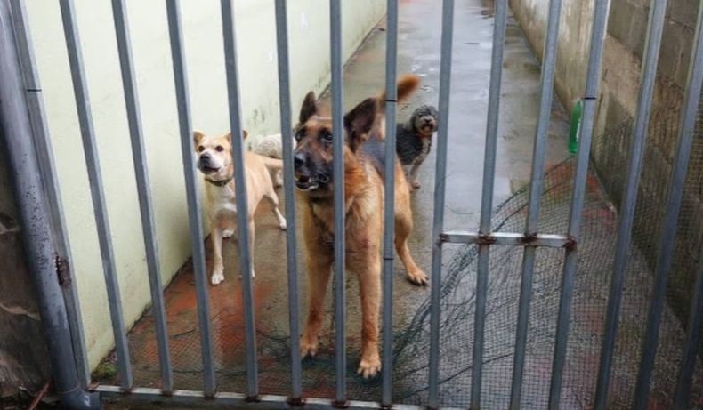 Tragis, Bocah 2 Tahun Tewas Diterkam Anjing Gembala Jerman Peliharaan