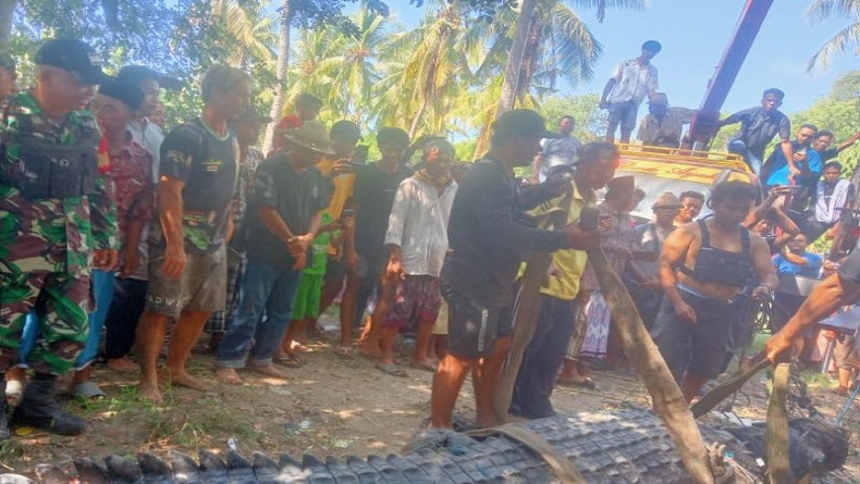 Viral Penangkapan Buaya 4 Meter di Sungai Loteng Jadi Tontonan Warga