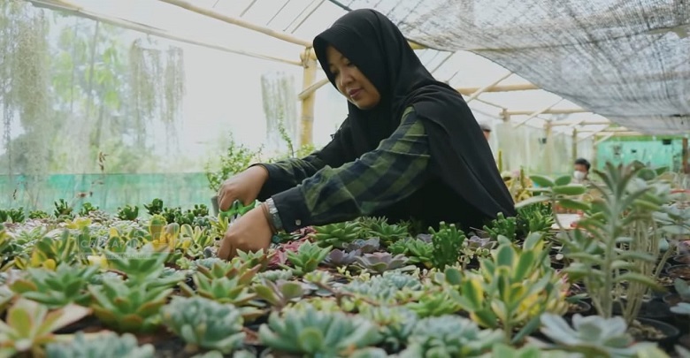 Resign dari Bank, Perempuan Ini Sukses Usaha Kaktus