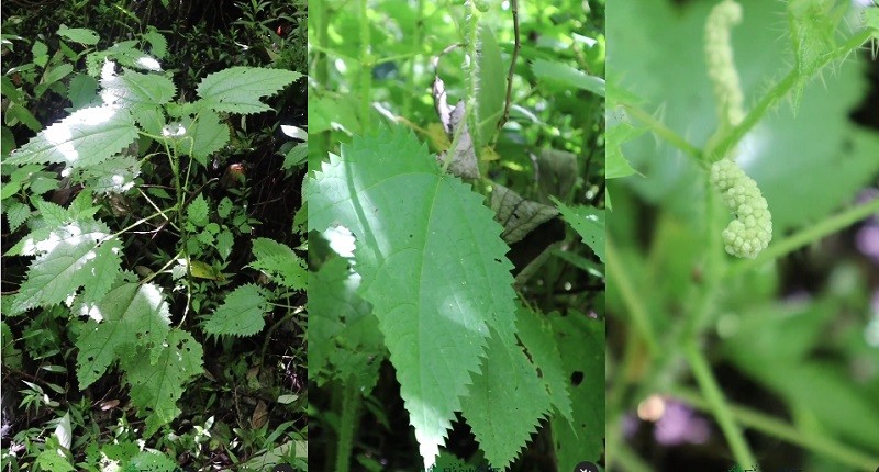 Mengenal Tanaman Unik yang Berbisa di Pegunungan, Musuh Para Pendaki