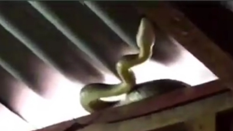 Bikin Kaget, Ular Sanca 1,5 Meter Merayap di Plafon Rumah Warga Bogor