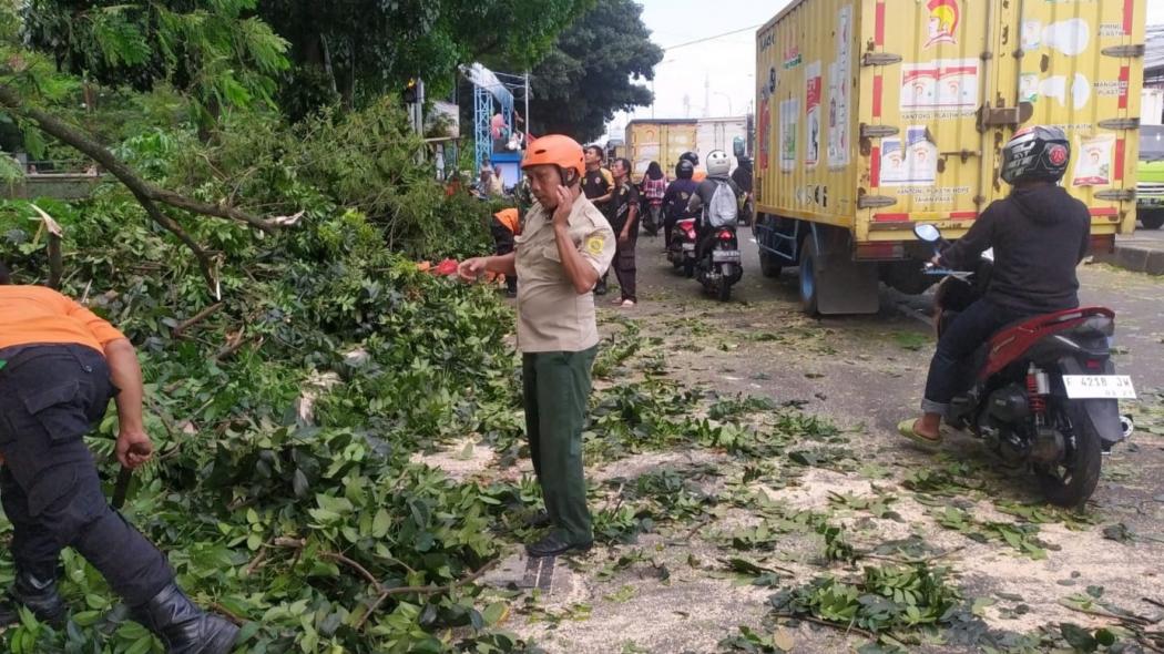 Waspada, Pohon Rawan Tumbang di Jalan Raya Bogor-Jakarta