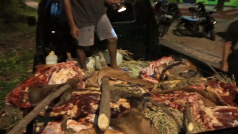 Ada Dugaan Jaringan Pencurian Sapi dengan Cara Dimutilasi di Kupang