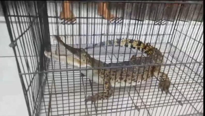 Cilacap Gempar, Buaya Muara Muncul di Permukiman Penduduk