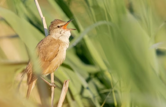 Contoh Jaring-jaring Makanan, Pengertian dan Tingkat Trofik dalam Kehidupan Sehari-hari