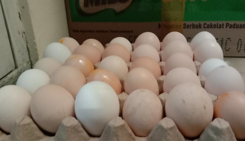 Harga Telur Ayam Ras di Salatiga Merangkak Naik, Rp29.500 per Kilogram 