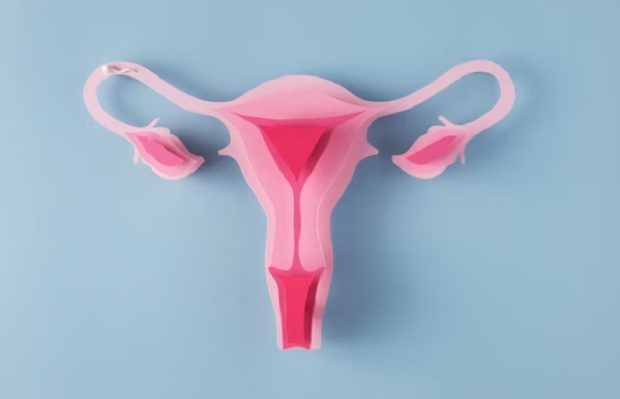 Tempat Terjadinya Fertilisasi, Proses dan Hasilnya