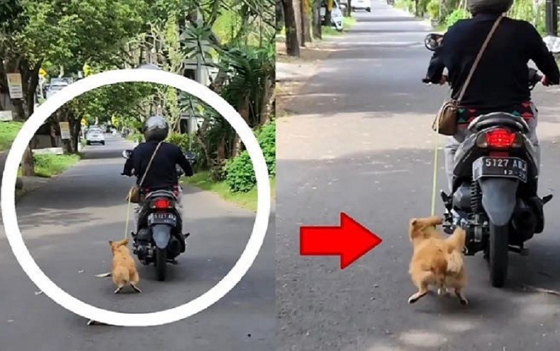 Viral Anjing Diseret Motor di Jalan Raya, Polda Bali Telusuri Pelaku 