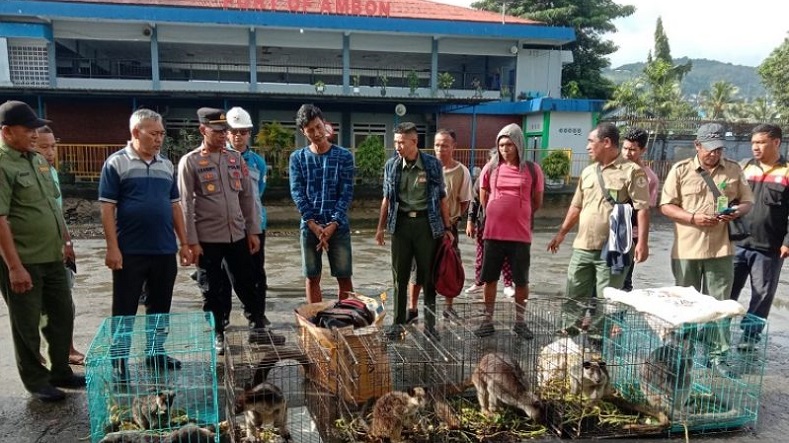 Polisi Gagalkan Penyelundupan Hewan Endemik asal Papua di Ambon, 7 Kanguru Disita