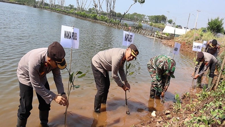 Ratusan Bibit Mangrove Ditanam di Area Pesisir Pekalongan