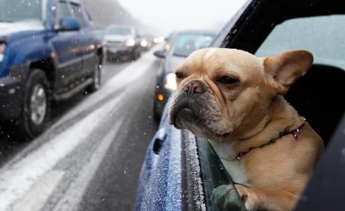Ketahuan Polisi Mabuk, Pengemudi Ini Berganti Tempat Duduk Jadikan Anjingnya Sopir