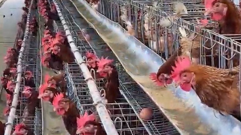 Harga Telur Naik, Begini Kata Peternak di Banjarnegara