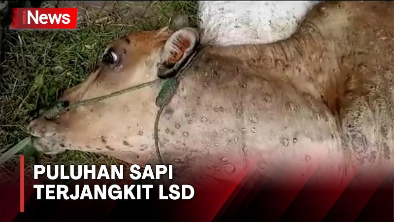 Hewan Ternak di Bangka Barat Tertular Penyakit Lato-Lato, Terdeteksi 49 Kasus