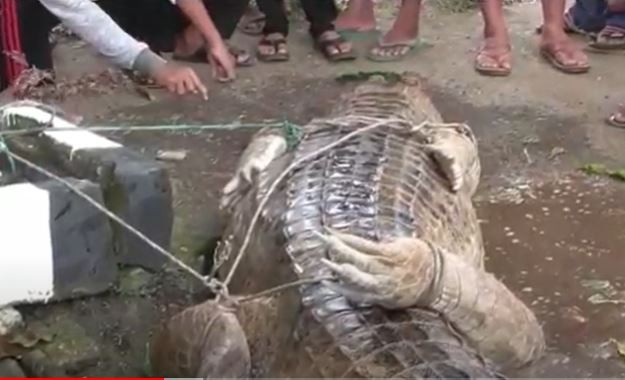 Kisah Ibu dan Anak Selamat Diterkam Buaya di Labura, Berduel hingga Kaki Robek