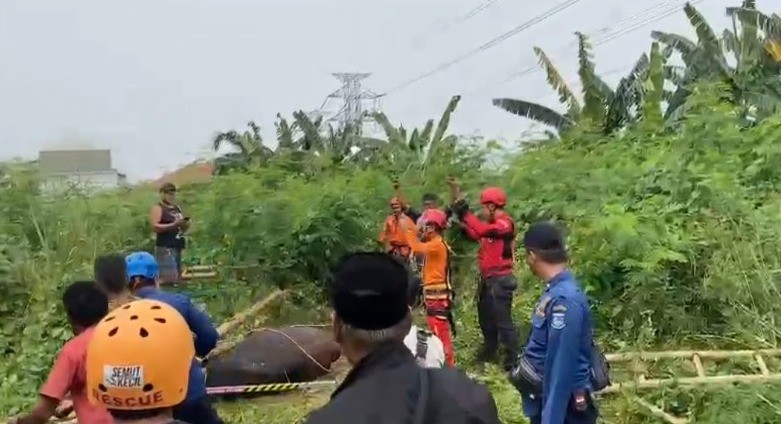 Sapi 650 Kg Jatuh ke Sumur Tua di Tangsel, Damkar Turun Tangan