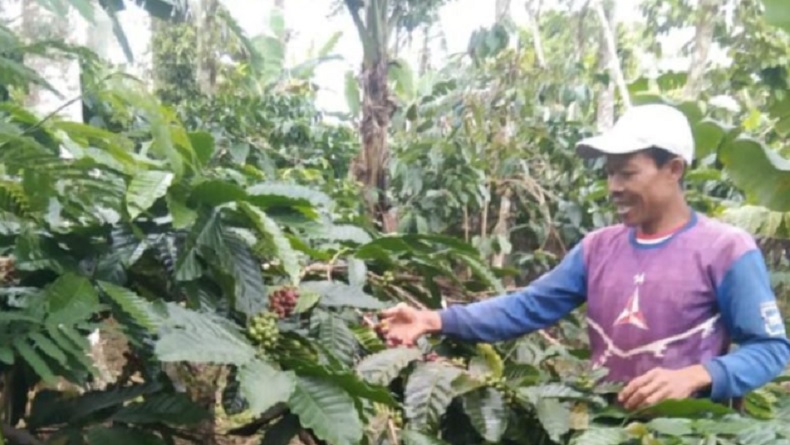 Harga Biji Kopi Robusta di Tanggamus Lampung Naik Jadi Rp35.000 per Kg