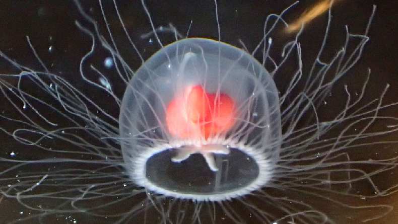 5 Hewan yang Menentang Konsep Penuaan, Ada yang Berusia 11.000 Tahun