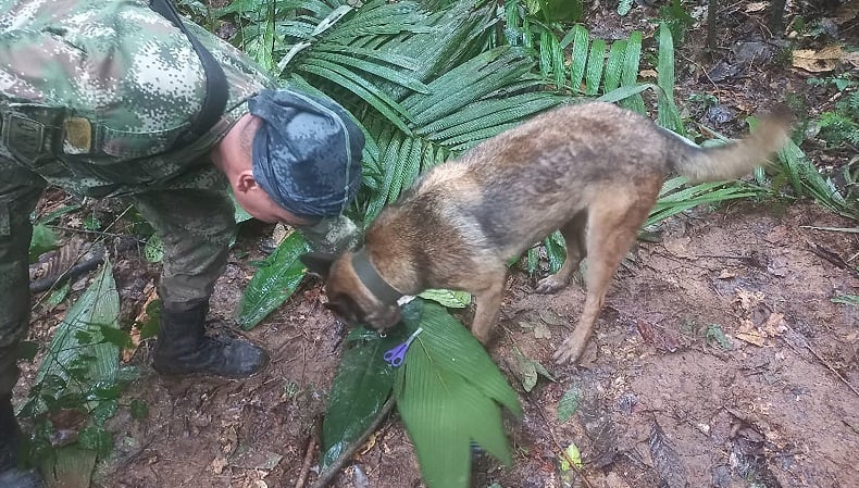 4 Bocah Korban Kecelakaan Pesawat di Kolombia Ternyata Belum Ditemukan, Presiden Minta Maaf