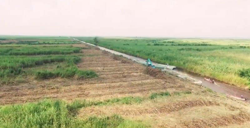 Pertama di Indonesia, Perkebunan Tebu di Lahan Rawa Sumatera Selatan 