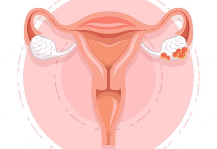 Pengertian Proses Oogenesis dan Tahapannya dalam Sel Telur Wanita