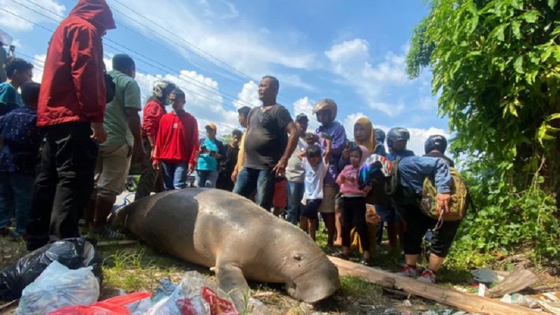Warga Ambon Dikejutkan dengan Bangkai Duyung Berukuran Besar di Pesisir Pantai Pasar Minggu