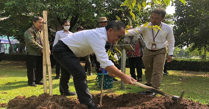 Pohon Keruing Berstatus Hampir Punah, Begini Upaya Penyelamatannya