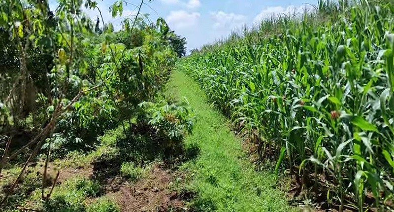 Desa Unik di Jombang, Batu Candi Kuno Muncul di Kebun Singkong, Ukurannya Besar-Besar!