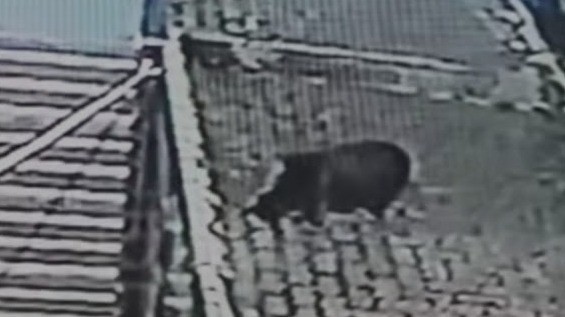 Geger Babi Terekam CCTV Berkeliaran di Depok, Ini Kata Polisi