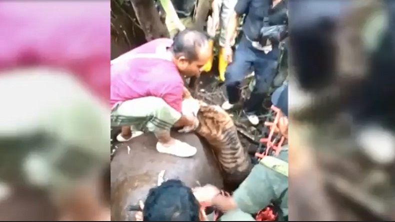 Miris, Harimau Sumatera Ditemukan Lemas usai Terjerat Perangkap Babi