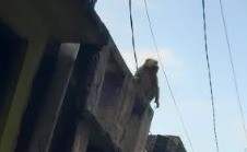 Monyet Ngamuk di Permukiman Bojonggede Bogor, Damkar Turun Tangan