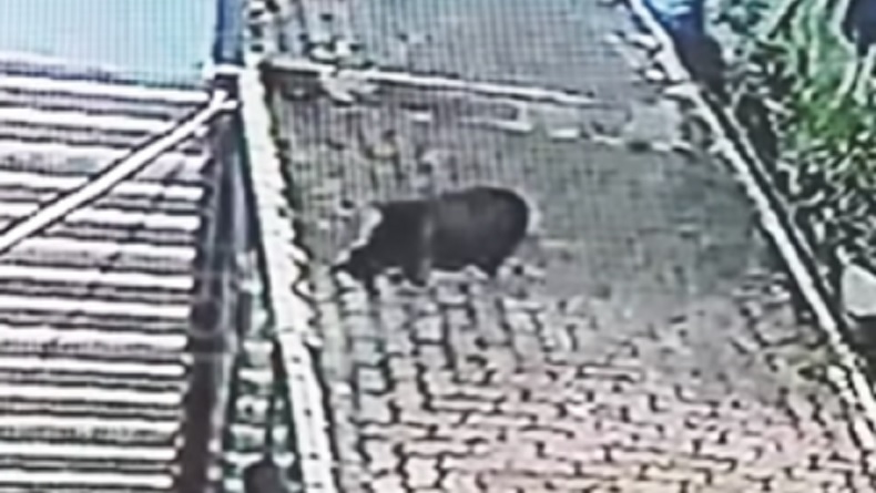 Geger Kabar Babi Ngepet Masuk Perumahan di Depok, Ini Kata Ketua RW