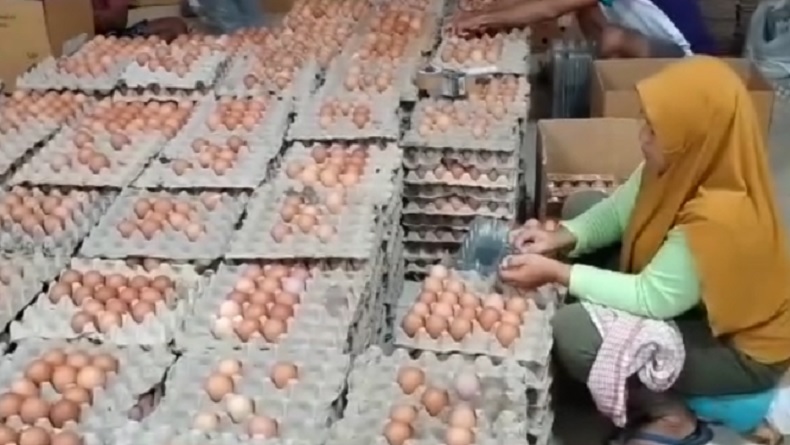 Harga Pakan Mahal Picu Telur Ayam Melambung di Indramayu