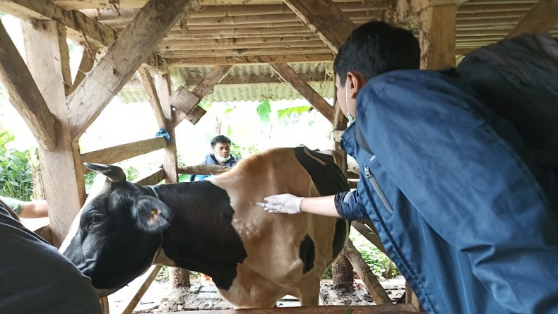Waduh, Jelang Idul Adha, Sapi dan Kerbau di Garut Diserang Penyakit Kulit LSD