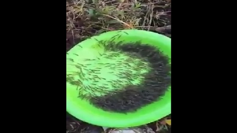 Viral Ribuan Udang di Gorontalo Naik ke Darat Dikaitkan Hal Mistis, Ternyata Ini Faktanya