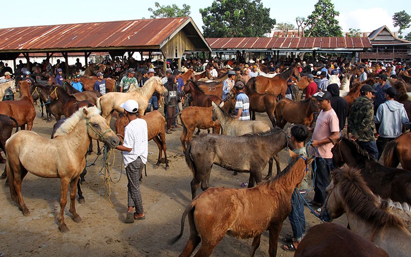 7 Hewan Yang Bisa Mendeteksi Bencana Alam